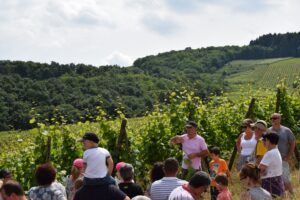 Pique-Nique chez le Vigneron 24/05/2026 - adulte – Image 3